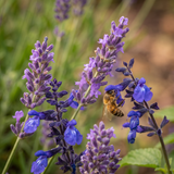 Close-up van lavendel en steppensalie met een bij