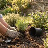 Lavendel planten in een zonnige border