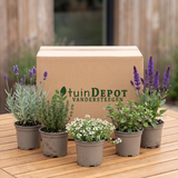 TuinDepot-verpakking met de 5 kruidenplanten van het Muggenwerend Kruidenbed