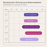 Bloeikalender Wintergroene Bodembedekker