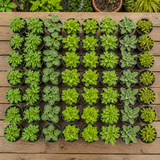 60 kwekerspotten met vijf soorten vaste planten, klaar om te planten