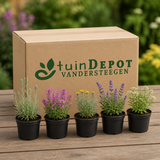 TuinDepot-verpakking met de 5 planten van de Kleurrijke Stadsborder