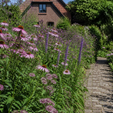 Tuinpad omzoomd met een kleurrijk snijbloemenbed