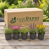 TuinDepot-verpakking met de 5 planten van het Snijbloemenbed
