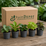TuinDepot-verpakking met de 5 planten van het Bloeiend Bosplekje
