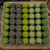 60 kwekerspotten met vijf soorten kussenplanten, klaar om te planten