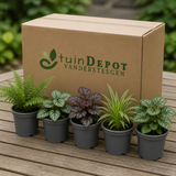 TuinDepot-verpakking met de 5 planten van Winterbloeiers Premium