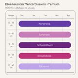 Bloeikalender Winterbloeiers Premium