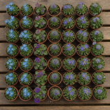 60 kwekerspotten met vijf soorten blauw-violette planten, klaar om te planten