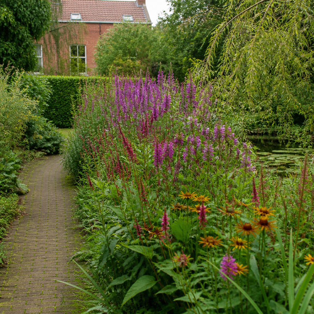 Tuinpad bij een vijver omzoomd met een vochtminnende border