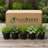 TuinDepot-verpakking met de 5 planten van de Vochtige Border