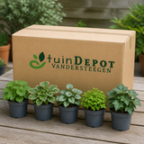 TuinDepot-verpakking met de 5 planten van de Schaduwheld