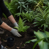 Varens planten in een schaduwrijke border