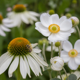 Close-up van witte zonnehoed en witte herfstanemoon