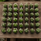 60 kwekerspotten met vijf witbloeiende planten, klaar om te planten