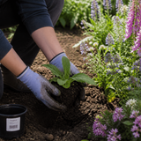 Vingerhoedskruid planten in een zonnige border
