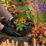 Zonnehoed planten in een zonnige border