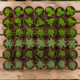60 kwekerspotten met vijf bijenvriendelijke planten, klaar om te planten