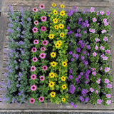 60 kwekerspotten met vijf soorten jonge vaste planten, klaar om te planten
