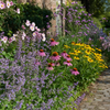 Zonnige border met kattenkruid, zonnehoed, gele zonnehoed, ijzerhard en herfstanemoon