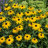Gele zonnehoed Rudbeckia fulgida Goldsturm in bloei