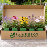 TuinDepot-verpakking met de 5 planten van de Tsjaikovski-border