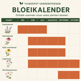 Bloeikalender Tsjaikovski border