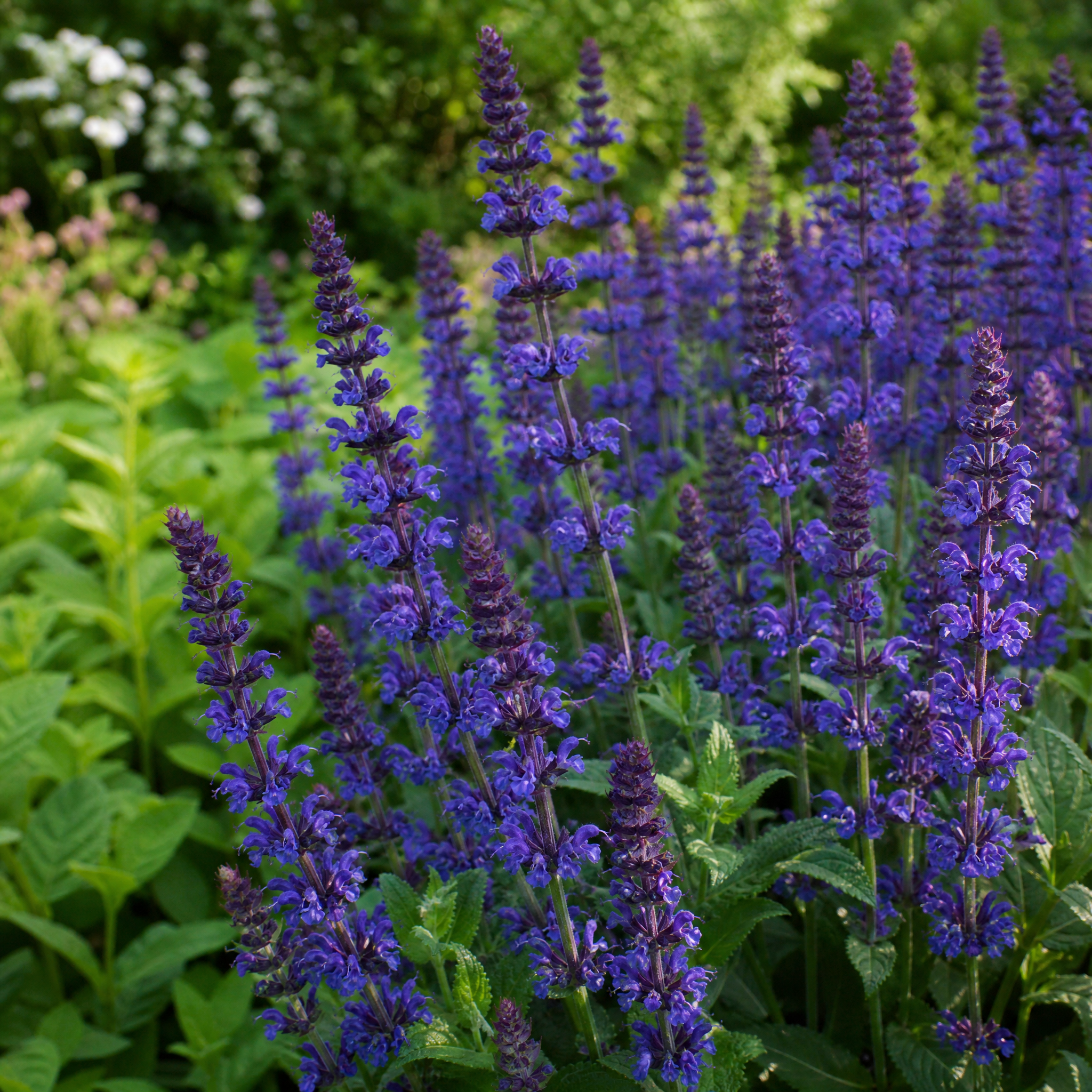Salie Salvia nemorosa Sense Deep Blue in bloei