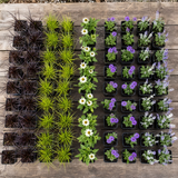 60 kwekerspotten met vijf soorten jonge planten, klaar om te planten