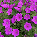 Ooievaarsbek Geranium sanguineum Max Frei in bloei