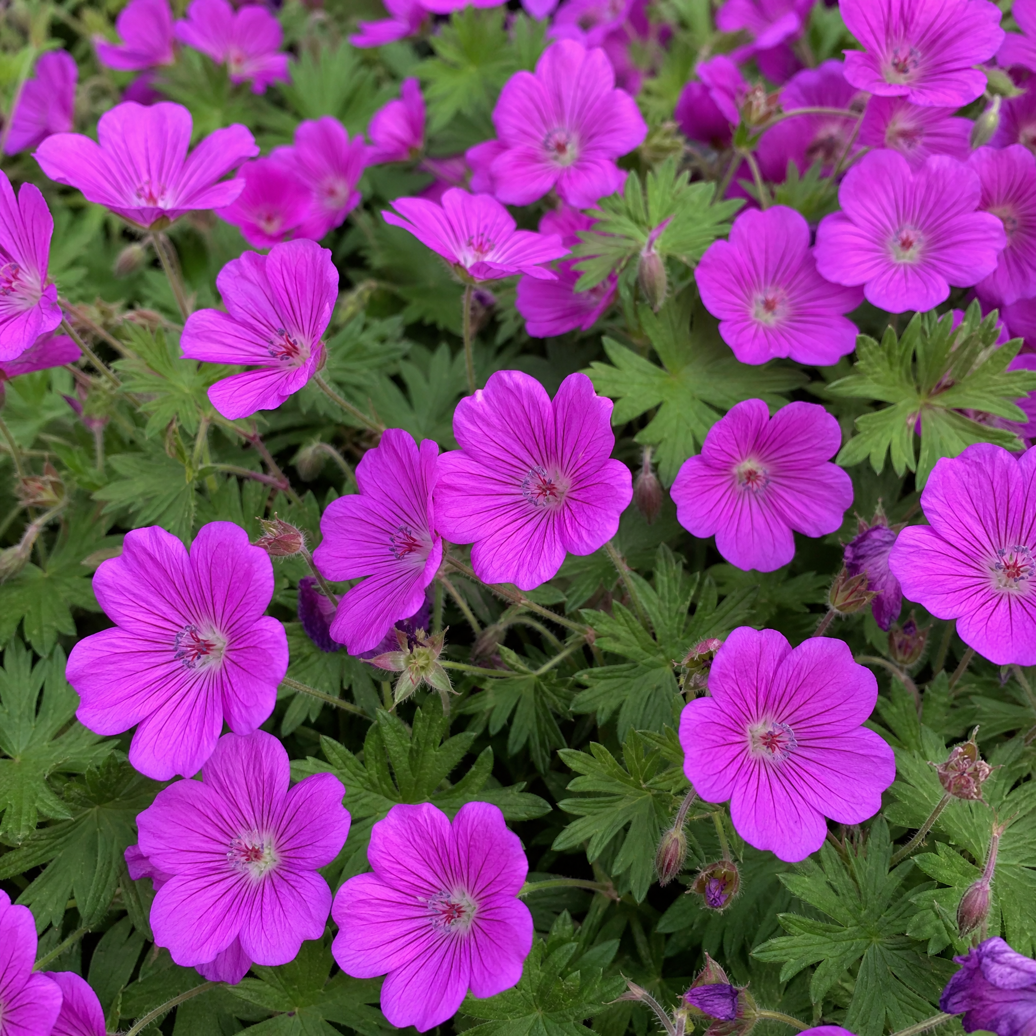 Ooievaarsbek Geranium sanguineum Max Frei in bloei