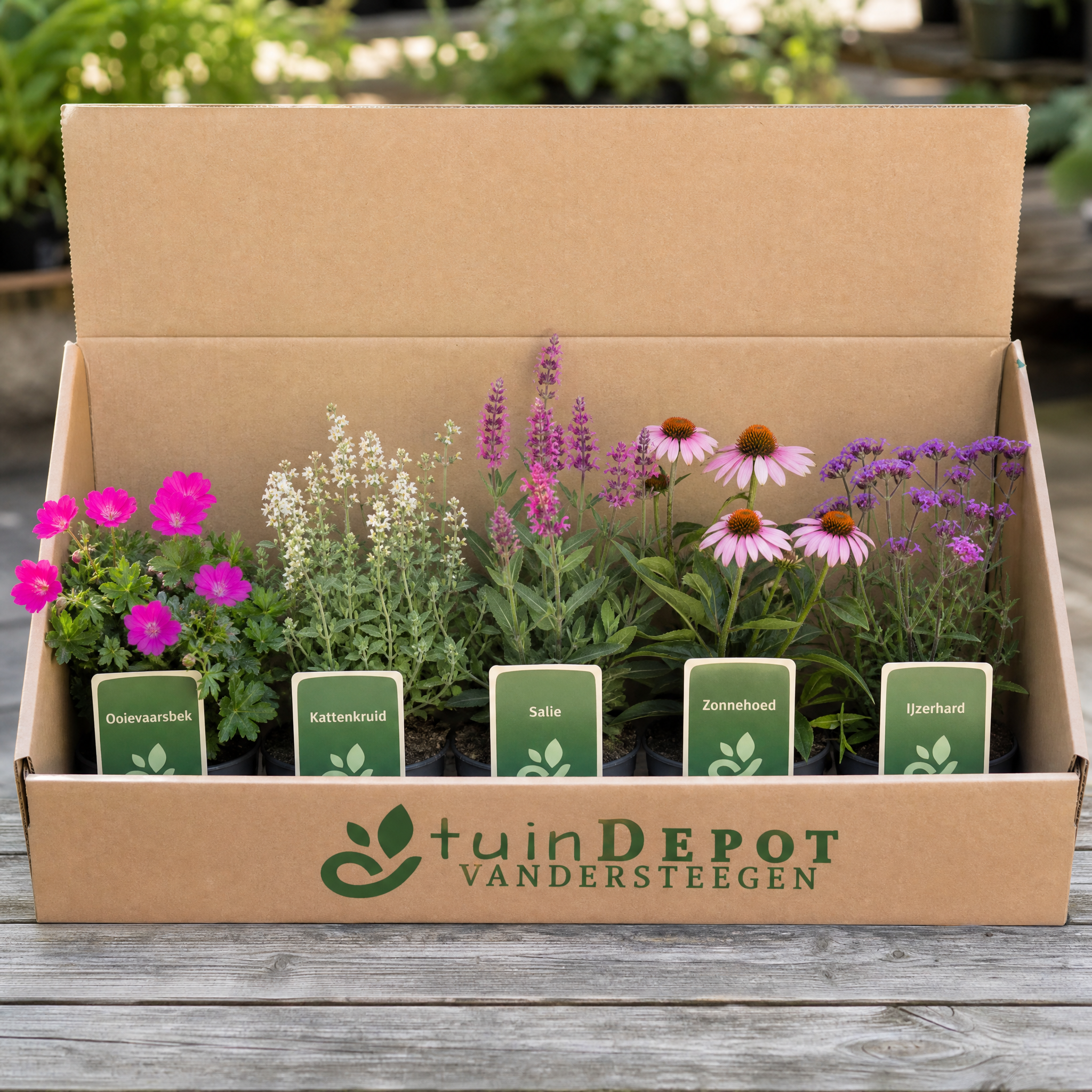 TuinDepot-verpakking met de 5 planten van de Rossini-border