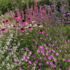 Vlinderrijke zonnige border met ooievaarsbek, kattenkruid, salie, zonnehoed en ijzerhard