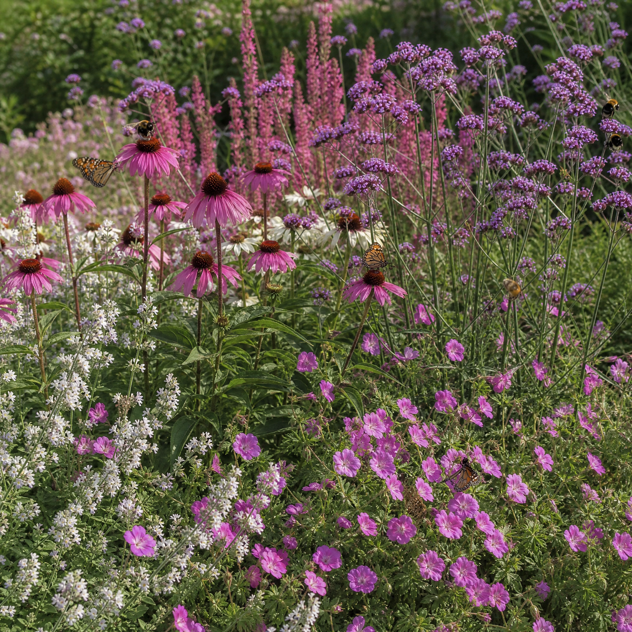 Vlinderrijke zonnige border met ooievaarsbek, kattenkruid, salie, zonnehoed en ijzerhard