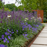 Strakke border langs een tuinpad