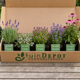 TuinDepot-verpakking met de 5 planten van de Verdi-border