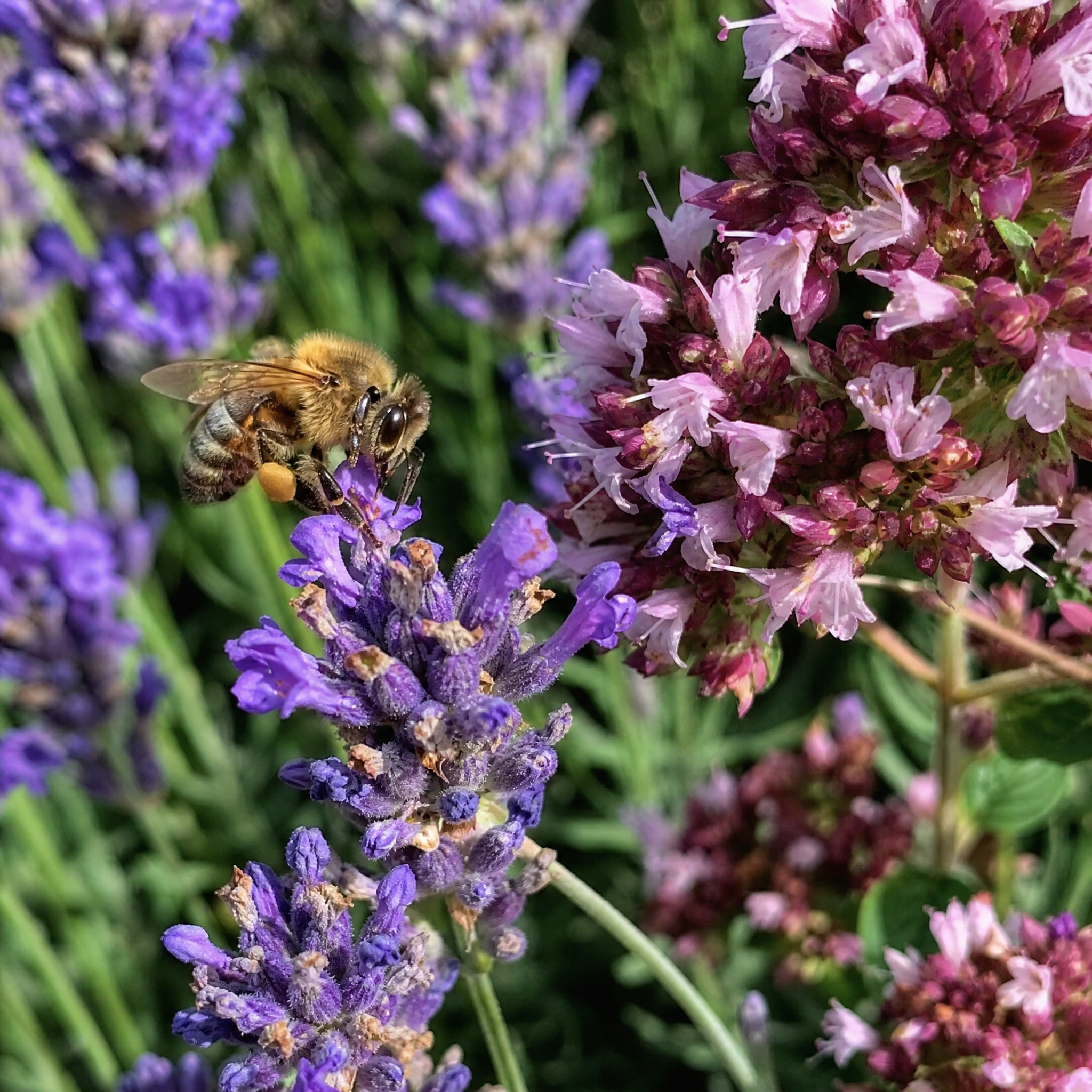 Close-up van een bij op lavendel en marjolein