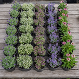 60 kwekerspotten met vijf soorten jonge planten, klaar om te planten