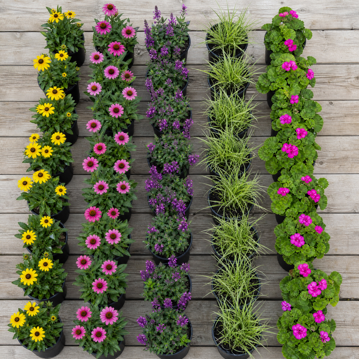 60 kwekerspotten met vijf soorten jonge planten, klaar om te planten