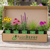 TuinDepot-verpakking met de 5 planten van de Rimski-Korsakov-border