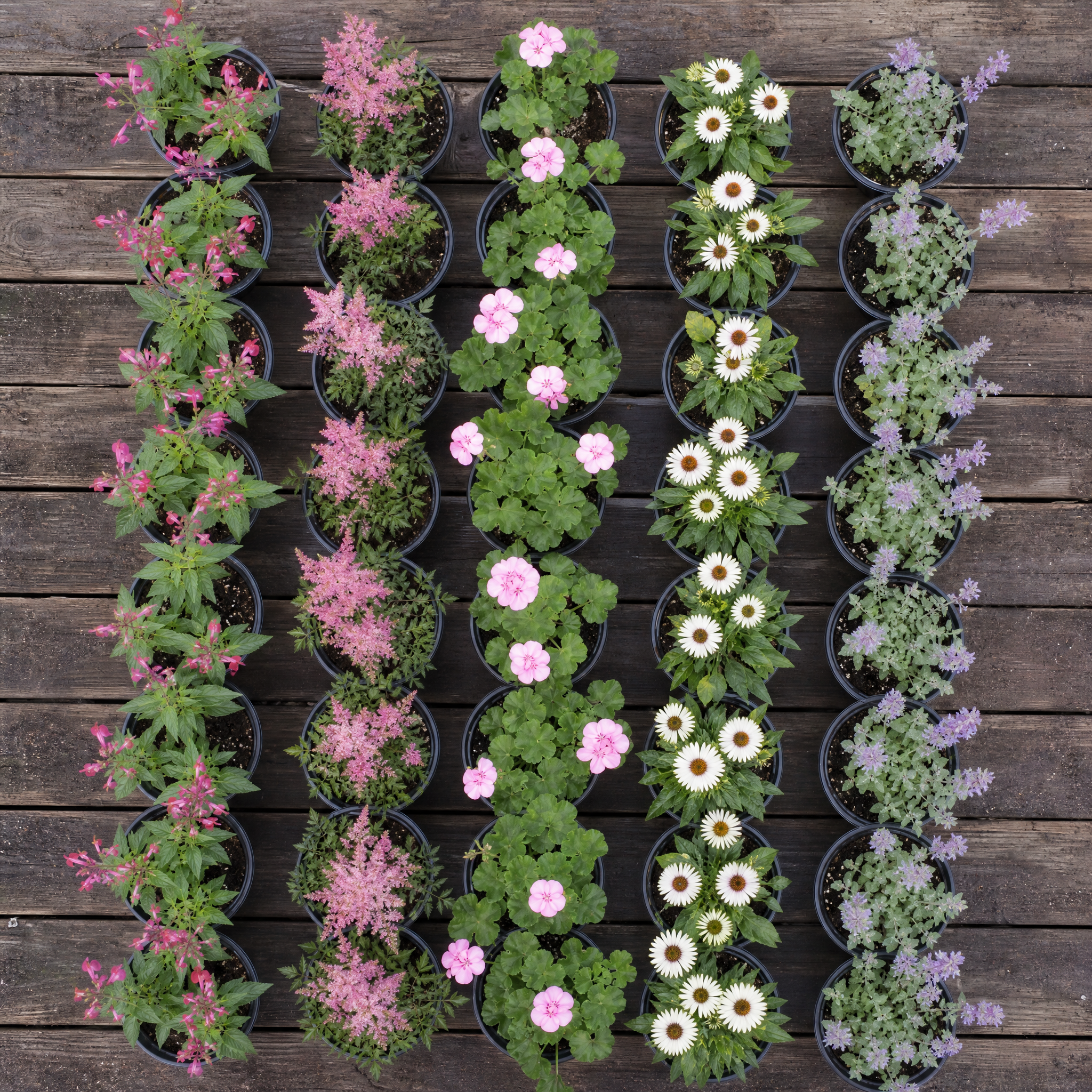 60 kwekerspotten met vijf soorten jonge planten, klaar om te planten