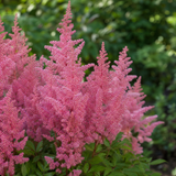 Pluimspirea Astilbe Europa in close-up