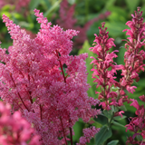 Close-up van pluimspirea en salie