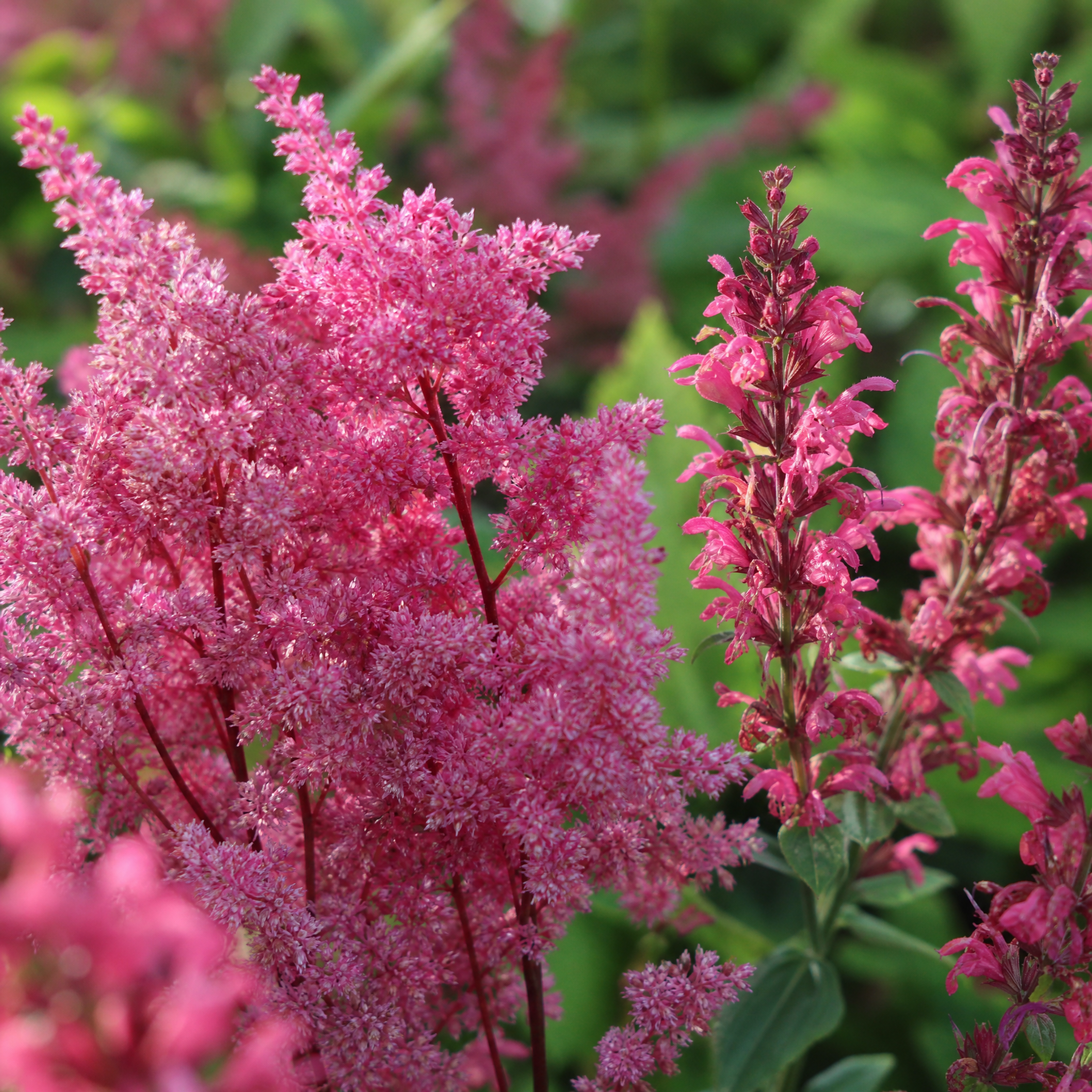 Close-up van pluimspirea en salie