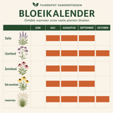 Bloeikalender Berlioz border