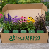 TuinDepot-verpakking met de 5 planten van de Berlioz-border