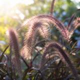 Lampenpoetsersgras Pennisetum Black Beauty in close-up