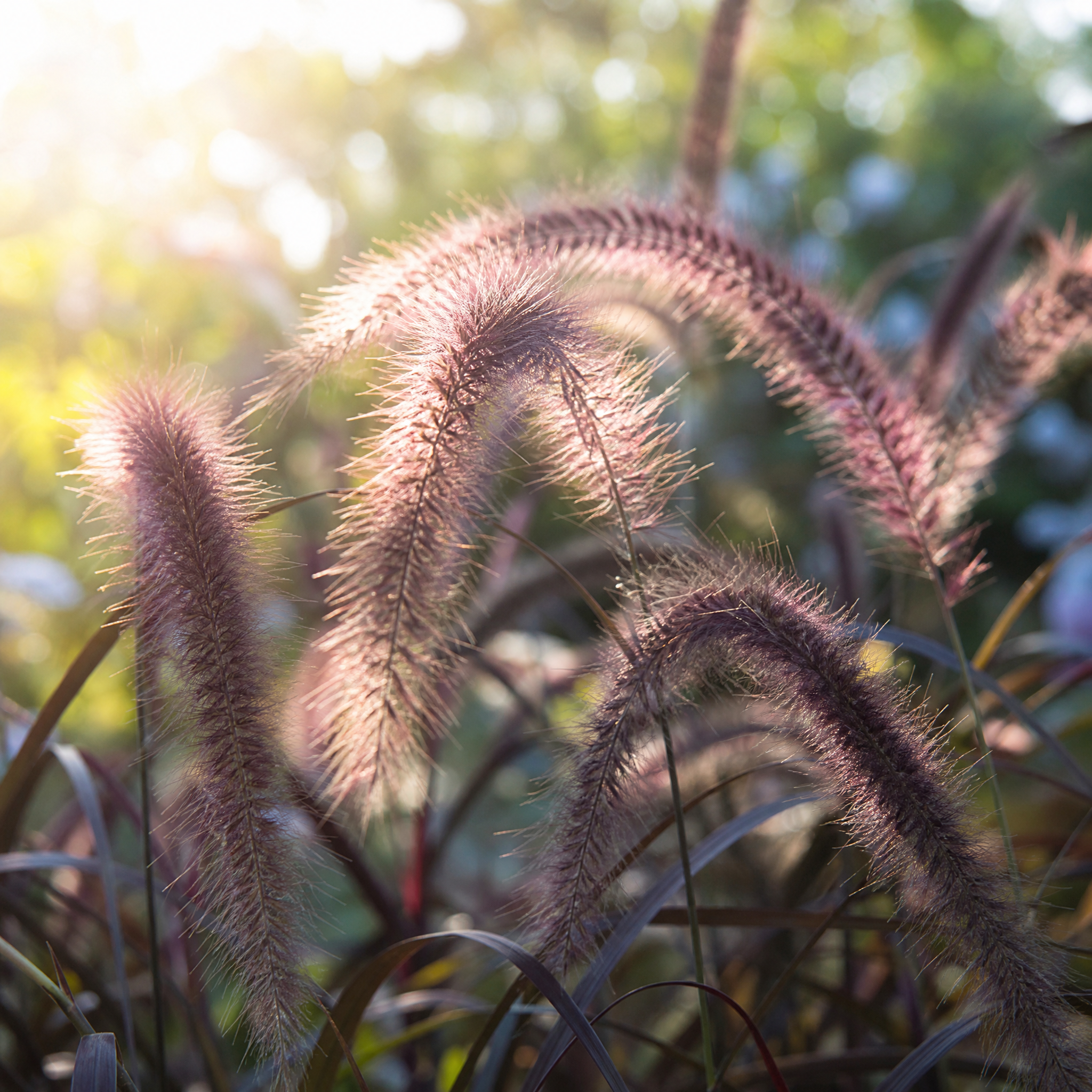 Lampenpoetsersgras Pennisetum Black Beauty in close-up