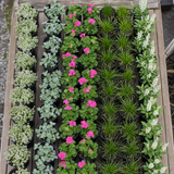60 kwekerspotten met vijf soorten jonge planten, klaar om te planten
