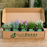 TuinDepot-verpakking met de 5 planten van de Sibelius-border